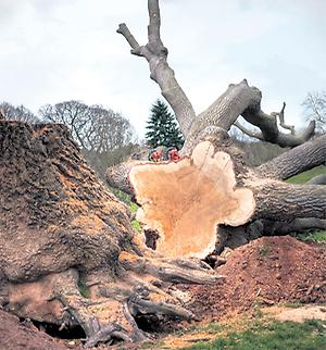 gefällter Baum