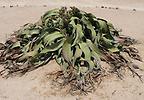 Welwitschia, Foto: H. Maurer