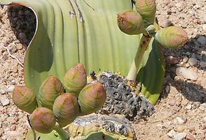 Weibliche Welwitschia, Frucht