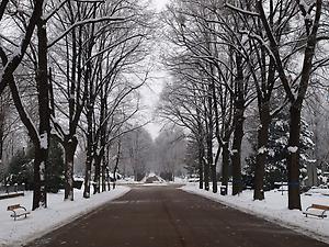 Zentralfriedhof