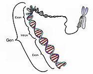 Schematische Darstellung eines Gens auf einem DNA-Strang