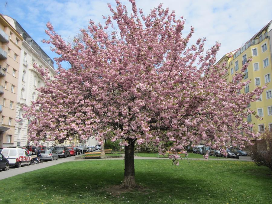 Blühender Zierkirschenbaum