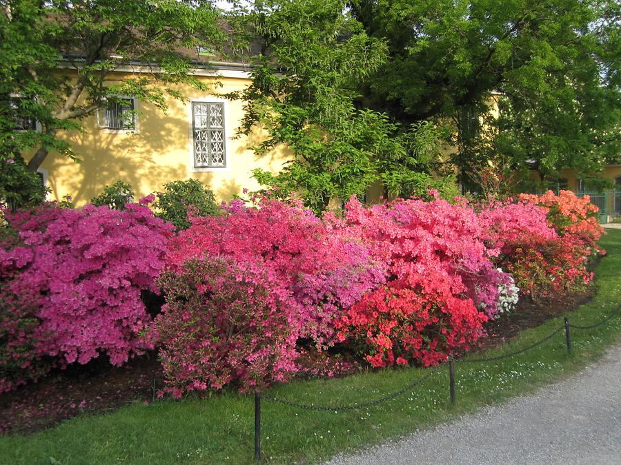 Rhododendron-Sträucher