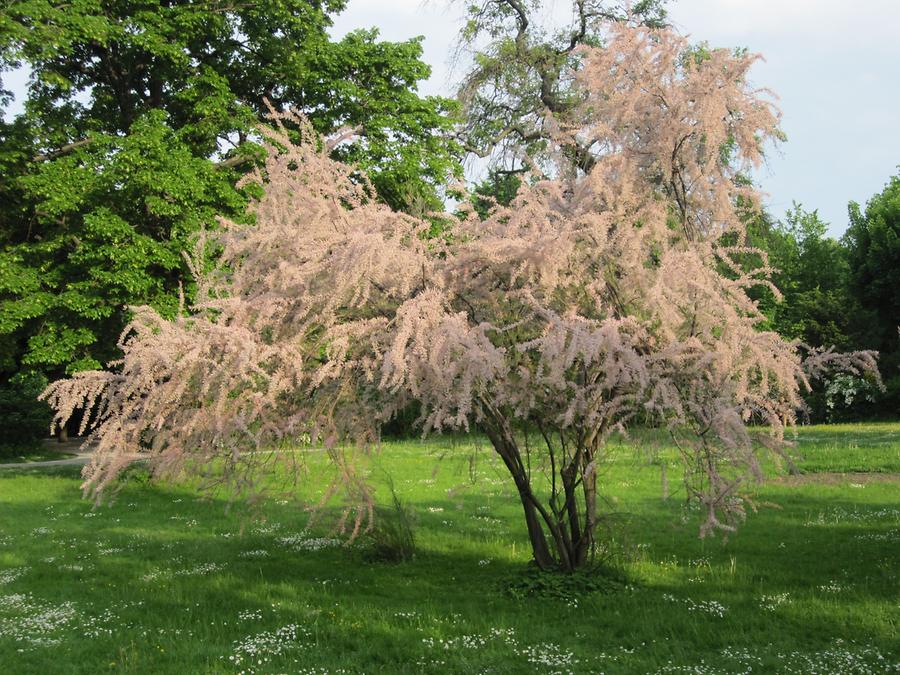 Botanischer Garten