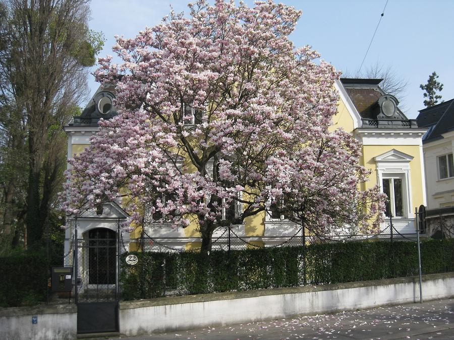 Gloriettegasse 22 mit blühendem Magnolienbaum