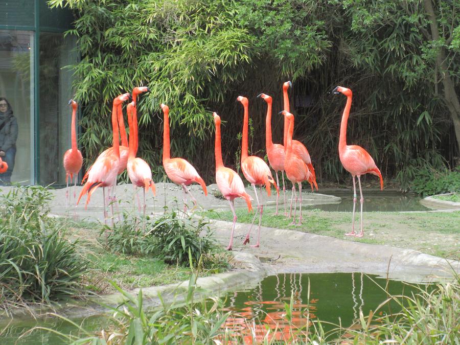 Rote Flamingos