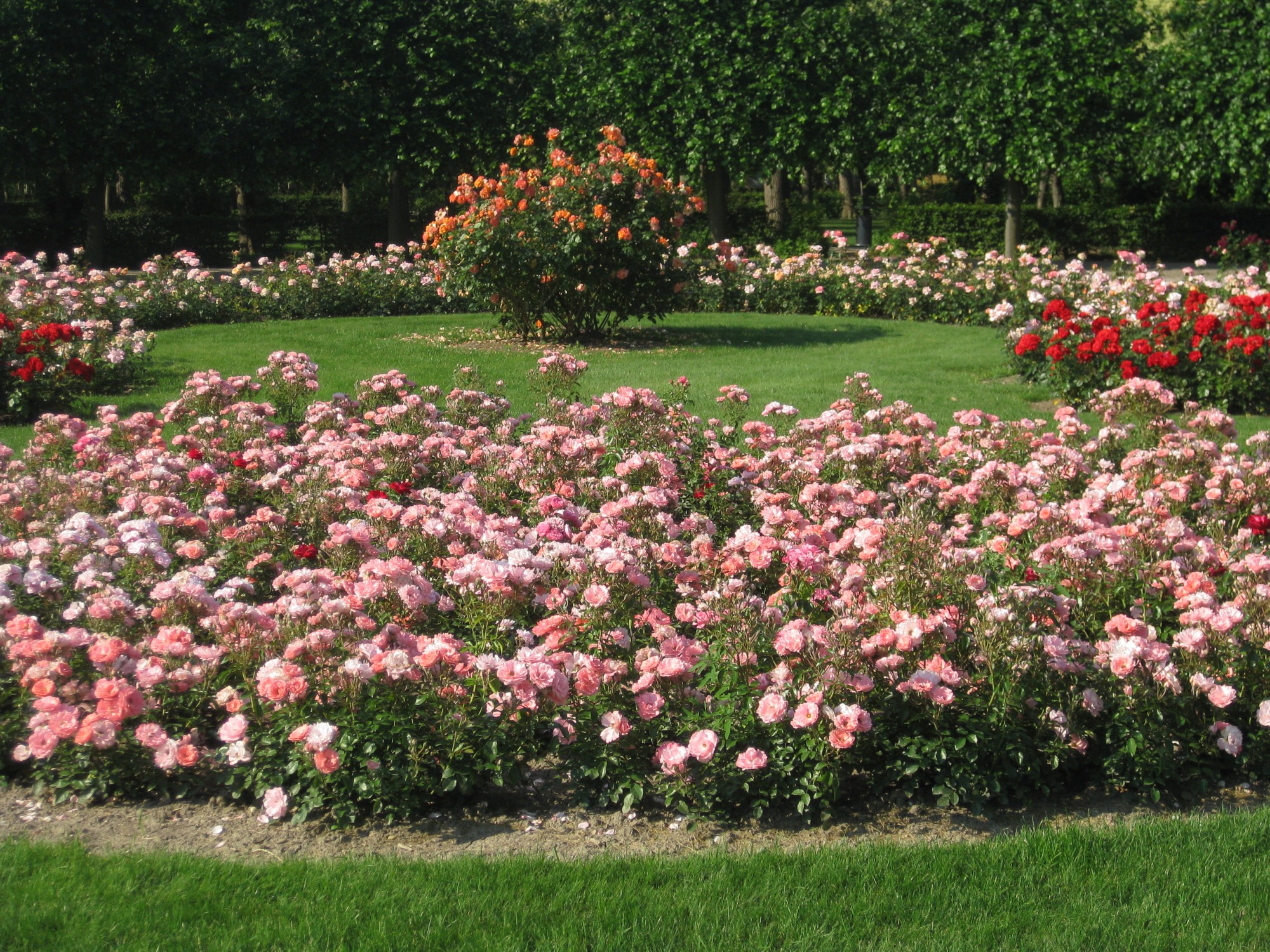 Rosengarten (2) | 13. Bezirk | Bilder aus Wien | Bilder im Austria-Forum