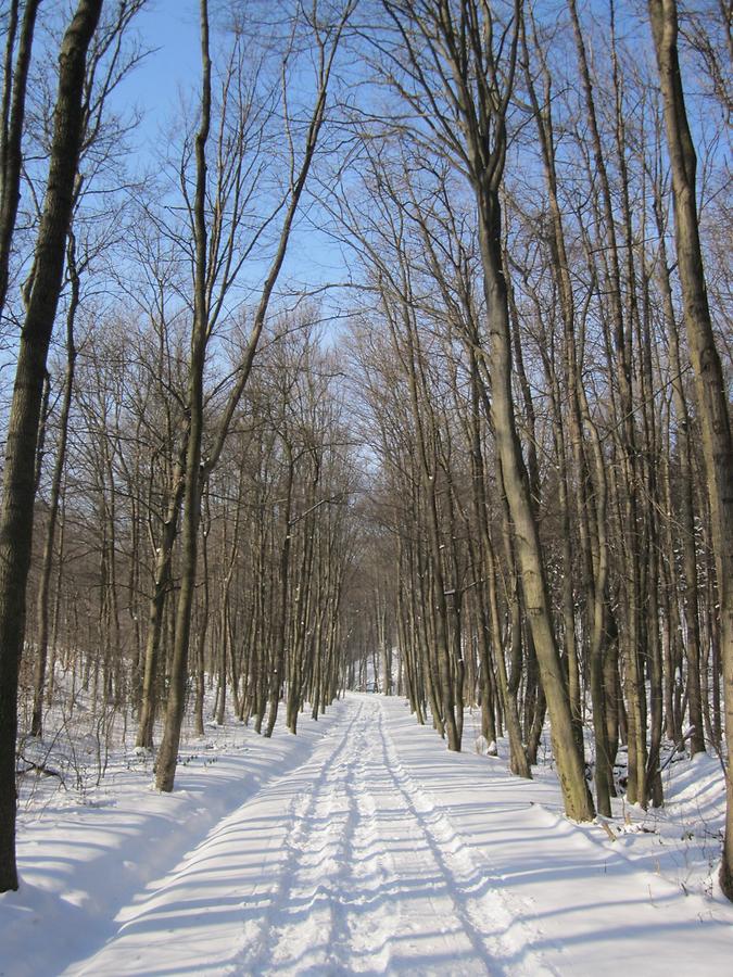 Waldweg Lainzer Tor-Rohrhaus