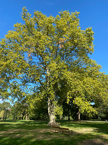 Auer Welsbach-Park - Ahornblättrige Platane