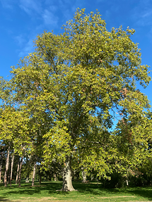 Auer Welsbach-Park - Orientalische Platane