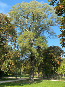 Auer Welsbach-Park - Graupappel