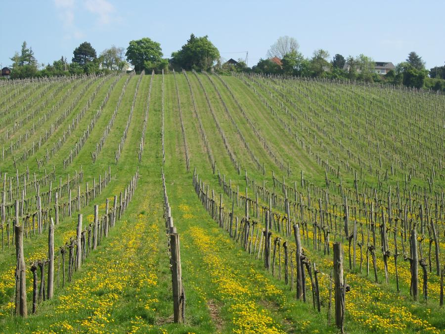 Weinberge