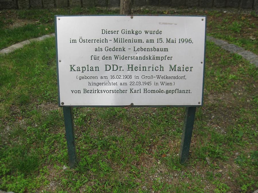 Kaplan Heinrich Maier Gedenktafel unter Gingko-Baum