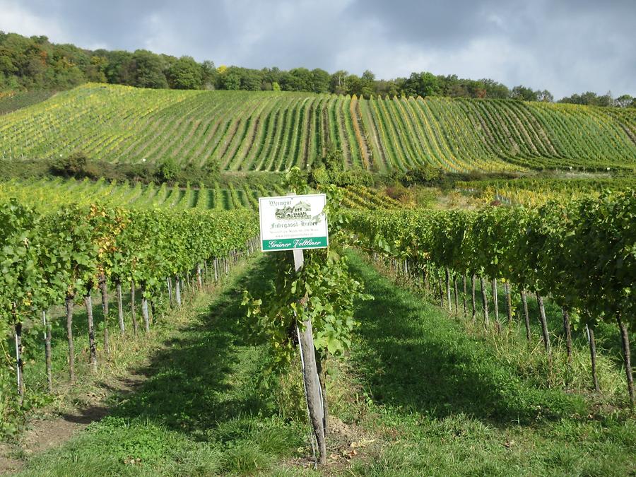 Fuhrgassl-Huber-Weingärten