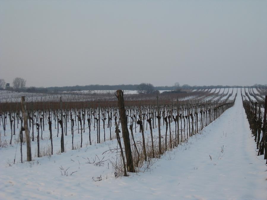 Weinreben im Winter In den Gabrissen