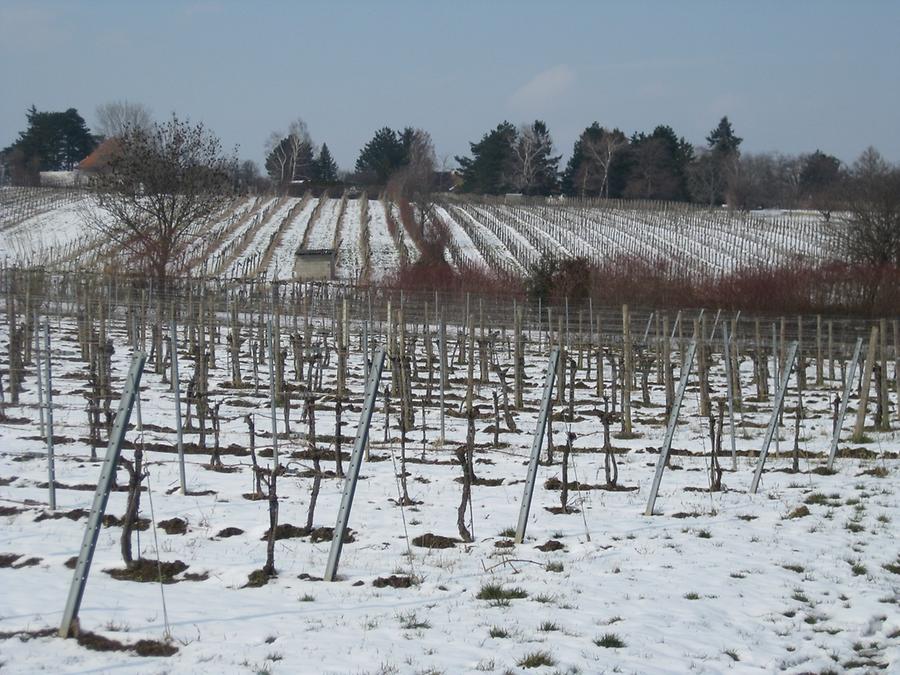 Weingärten im Schnee