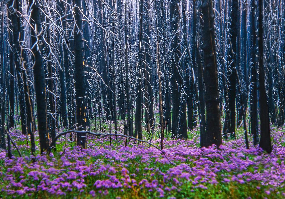 Yellowstone, USA