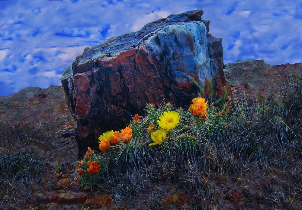 Petrified Forest National Park, USA