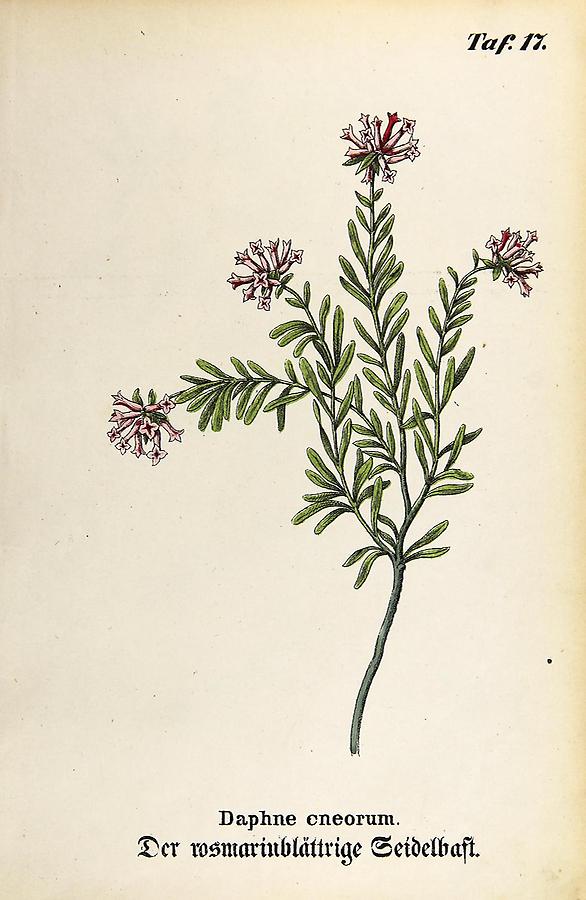 Illustration rosmarinblättriger Seidelbast / Daphne cneorum