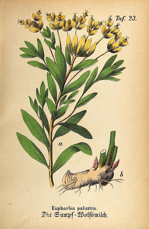 Illustration Sumpf-Wolfsmilch / Euphorbia palustris