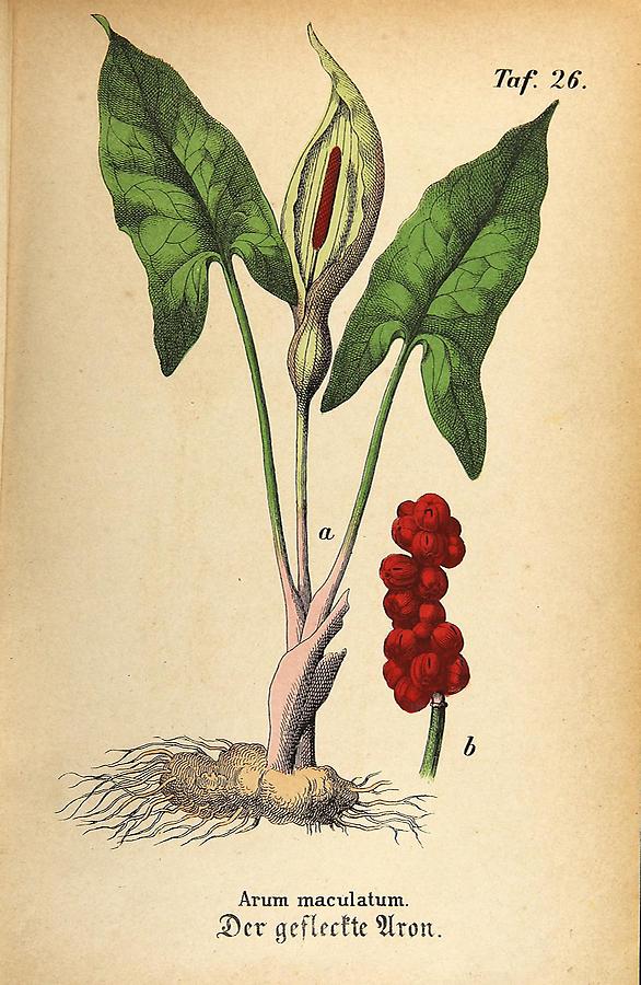 Illustration gefleckter Aron / Arum maculatum