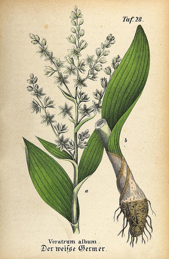 Illustration weißer Germer / Veratrum album