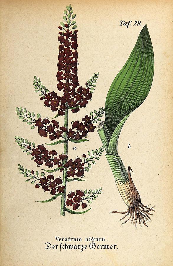 Illustration schwarzer Germer / Veratrum nigrum