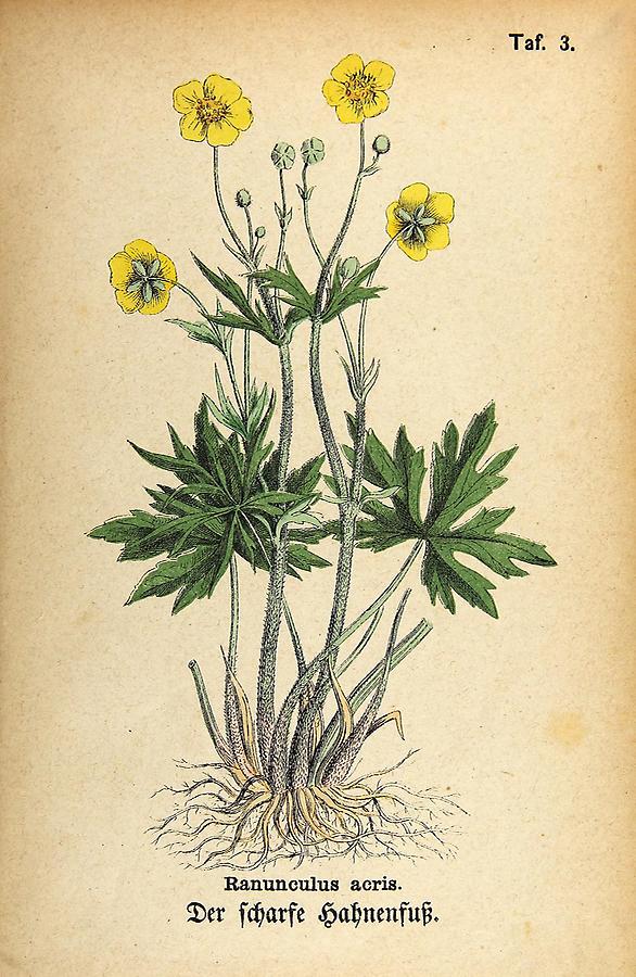 Illustration scharfer Hahnenfuß / Ranunculus acris