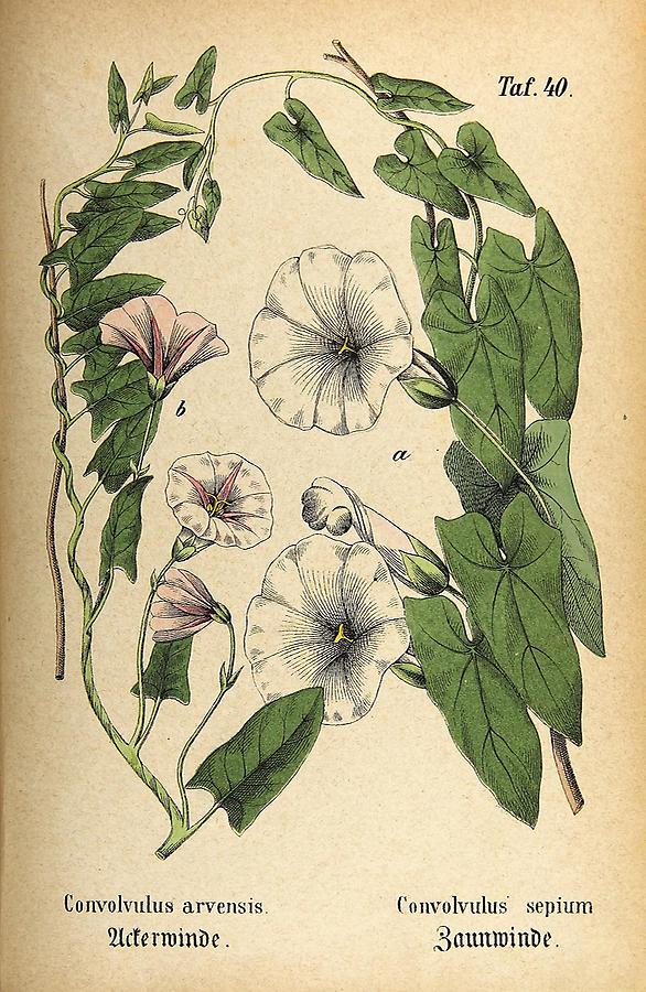 Illustration a: Ackerwinde / Convolvulus arvensis, b: Zaunwinde / Convolvulus sepium