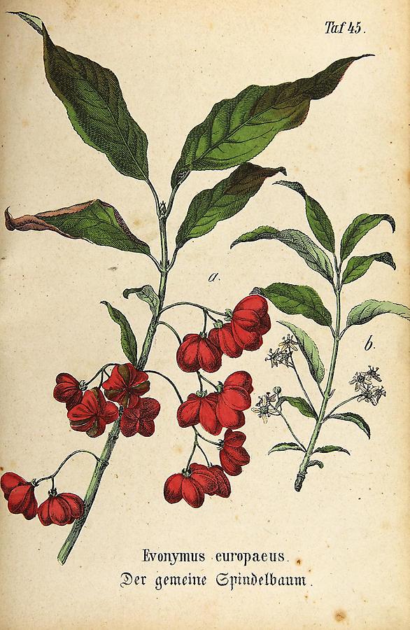 Illustration gemeiner Spindelbaum / Evonymus europaeus