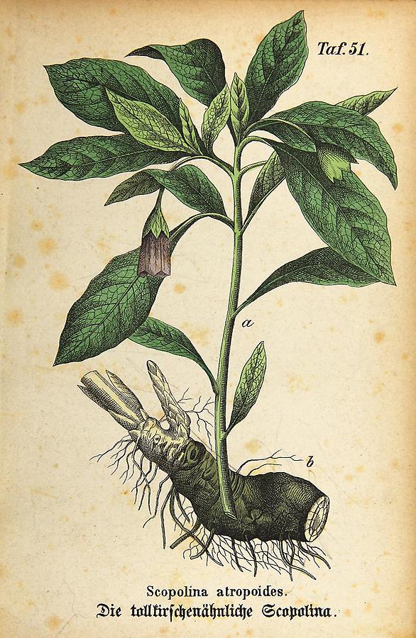 Illustration tollkirschenähnliche Scopolina / Scopolina atropoides