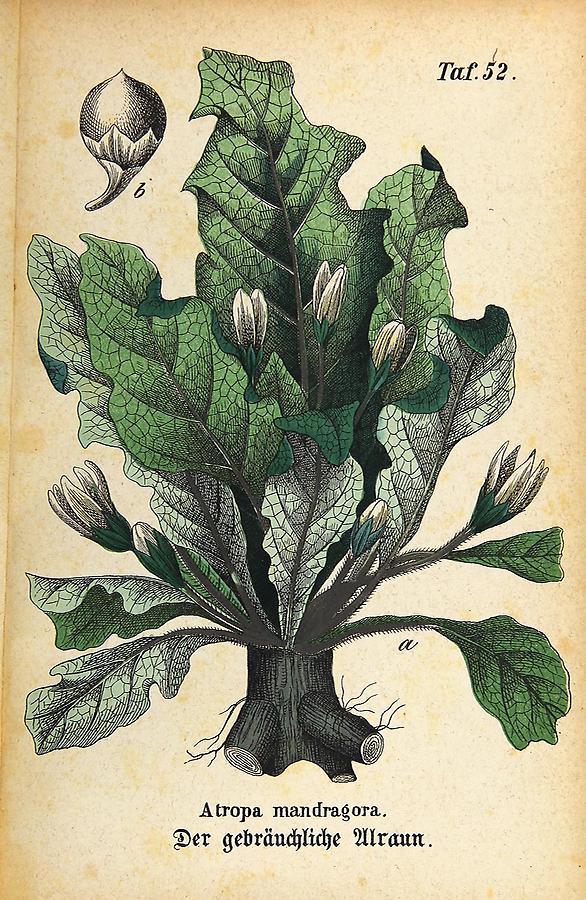 Illustration gebräuchlicher Alraun / Atropa mandragora