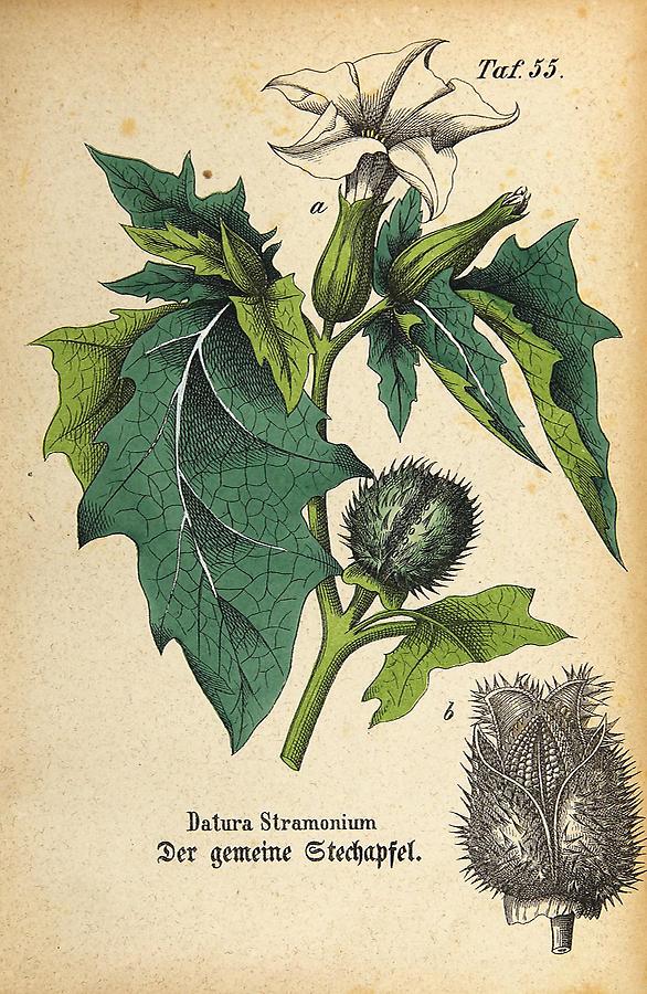 Illustration gemeiner Stechapfel / Datura Stramonium