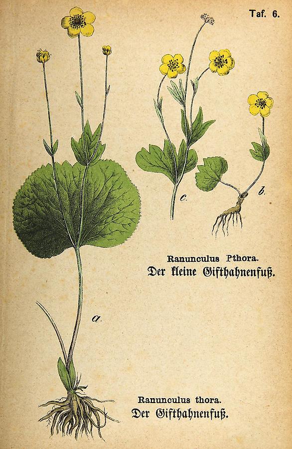 Illustration a: Gifthahnenfuß / Ranunculus thora, bc: kleiner Gifthahnenfuß / Ranunculus Pthora