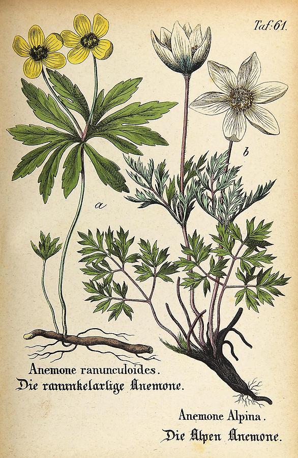 Illustration a: ranunkelartige Anemone / Anemone ranunculoides, b: Alpen Anemone / Anemone Alpina