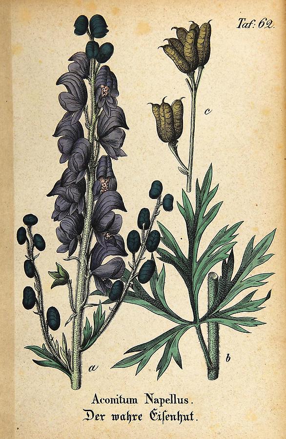 Illustration wahrer Eisenhut / Aconitum Napellus