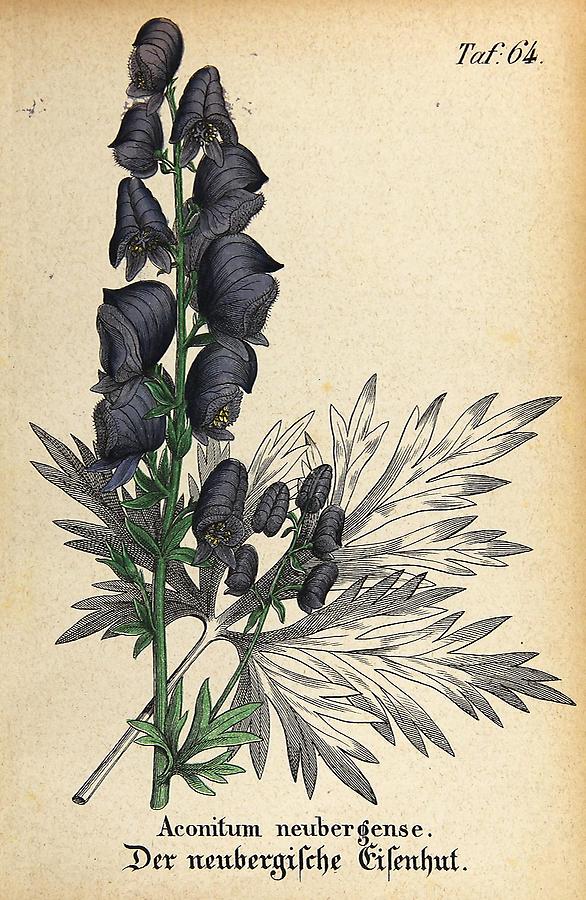 Illustration neubergischer Eisenhut / Aconitum neubergense