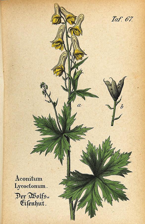 Illustration Wolfs-Eisenhut / Aconitum Lycoctonum