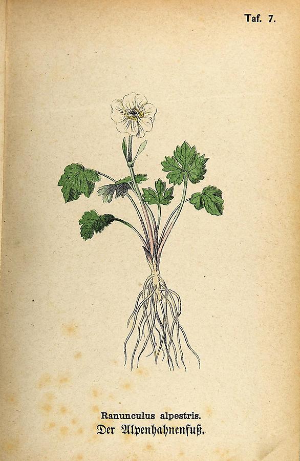 Illustration Alpenhahnenfuß / Ranunculus alpestris