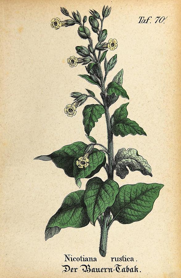 Illustration Bauern-Tabak / Nicotiana rustica