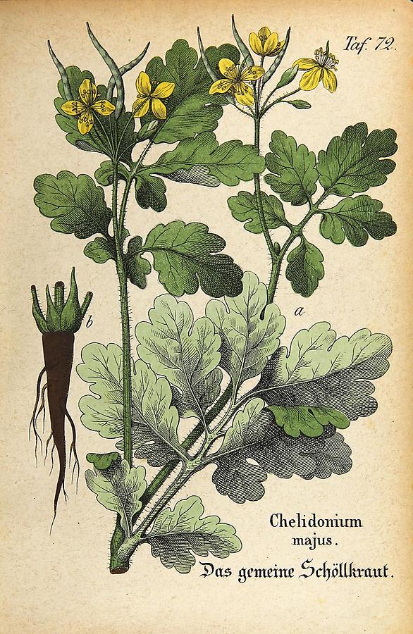 Illustration gemeines Schöllkraut / Chelidonium majus