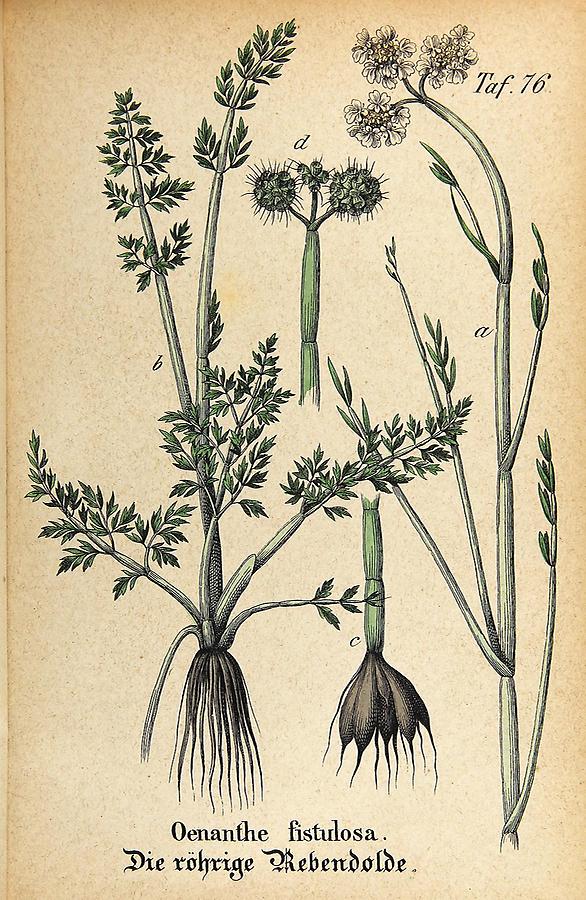 Illustration röhrige Rebendolde / Oenanthe fistulosa