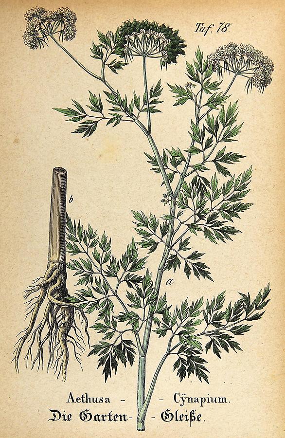 Illustration Garten Gleiße / Aethusa Cynapium