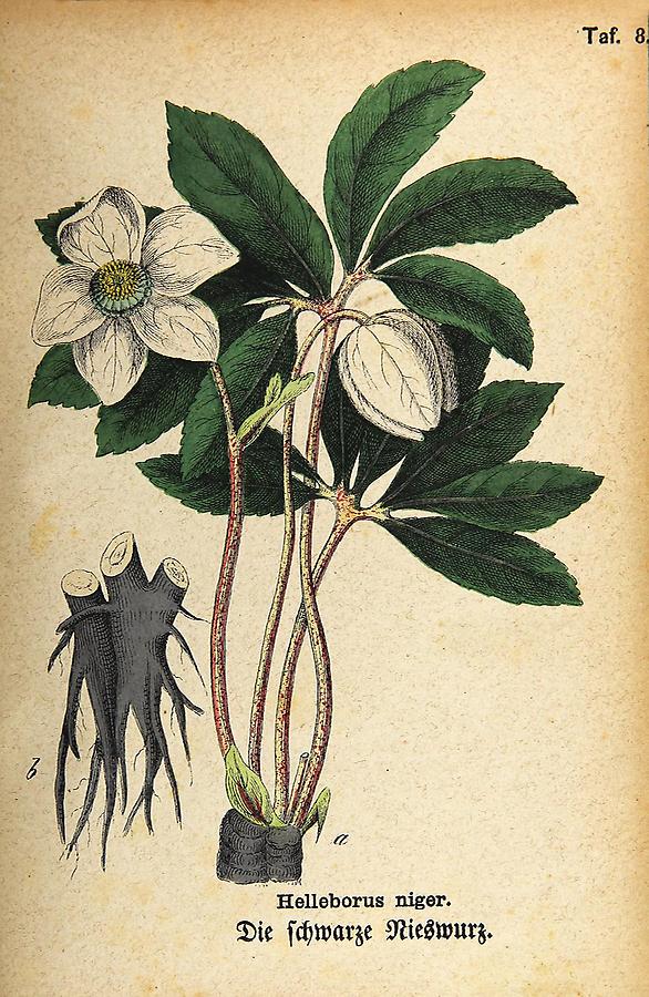 Illustration schwarze Nießwurz / Helleborus niger