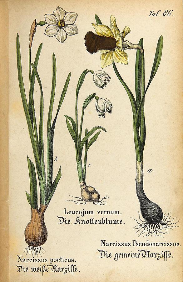 Illustration a: gemeine Narzisse / Narcissus Pseudonarcissus, a: weiße Narzisse / Narcissus poeticus, b: Knottenblume / Leucojum vernum