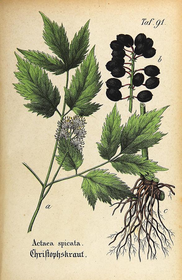 Illustration Christophskraut / Actaea spicata
