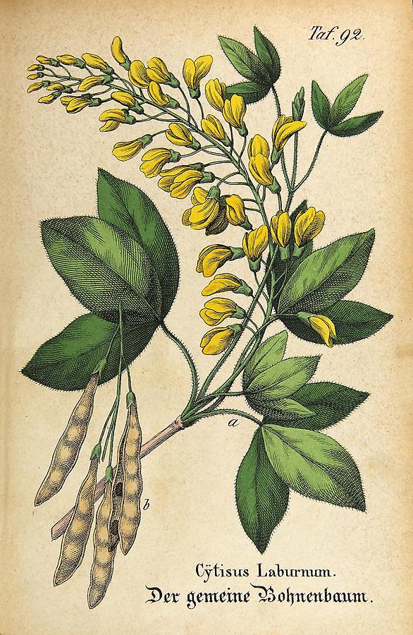 Illustration gemeiner Bohnenbaum / Cytisus Laburnum