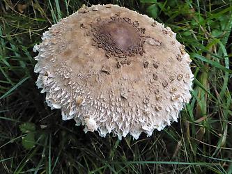 Parasol-Pilz