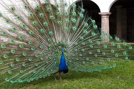 Pfau im Schloß