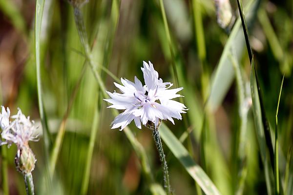 Kornblume